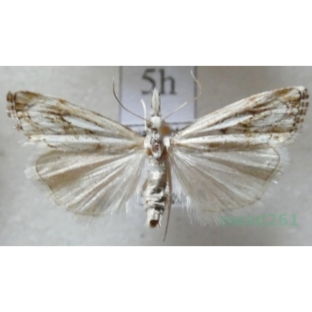 Catoptria falsella (Denis & Schiffermüller, 1775) Wachlarzyk dachowy Czech5h